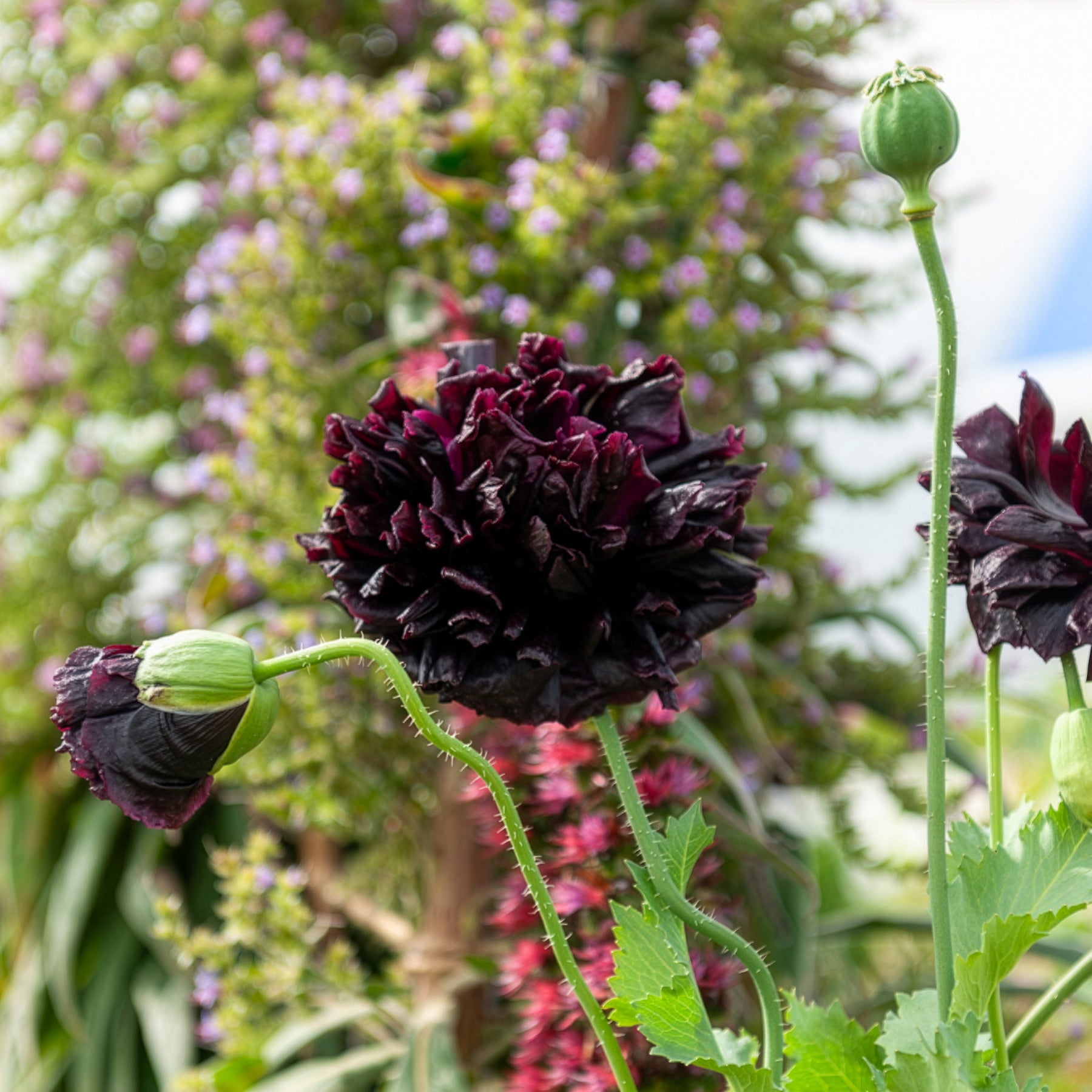 Slaapbol Black Peony