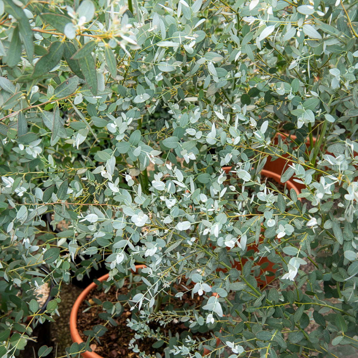 Eucalyptus Silverana - Eucalyptus gunnii Silverana - Willemse