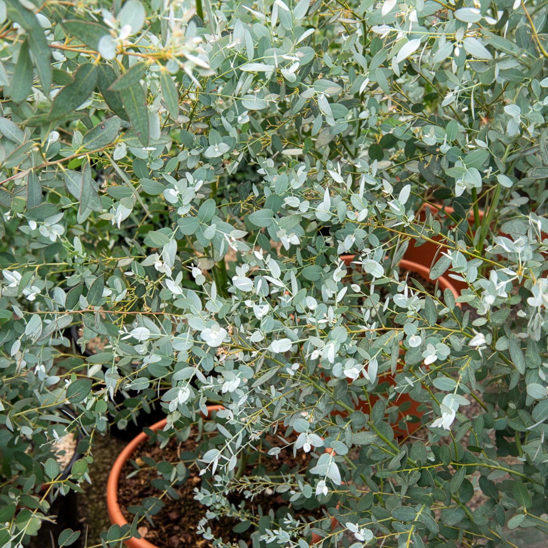 Eucalyptus Silverana - Eucalyptus gunnii Silverana - Willemse