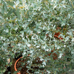 Eucalyptus Silverana - Eucalyptus gunnii Silverana - Willemse