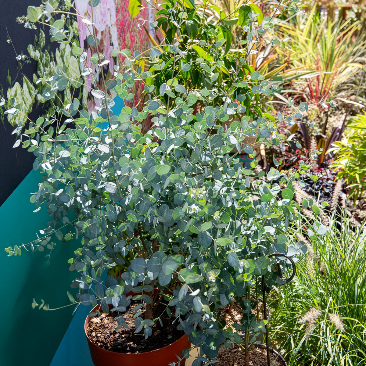 Eucalyptus Silverana - Willemse