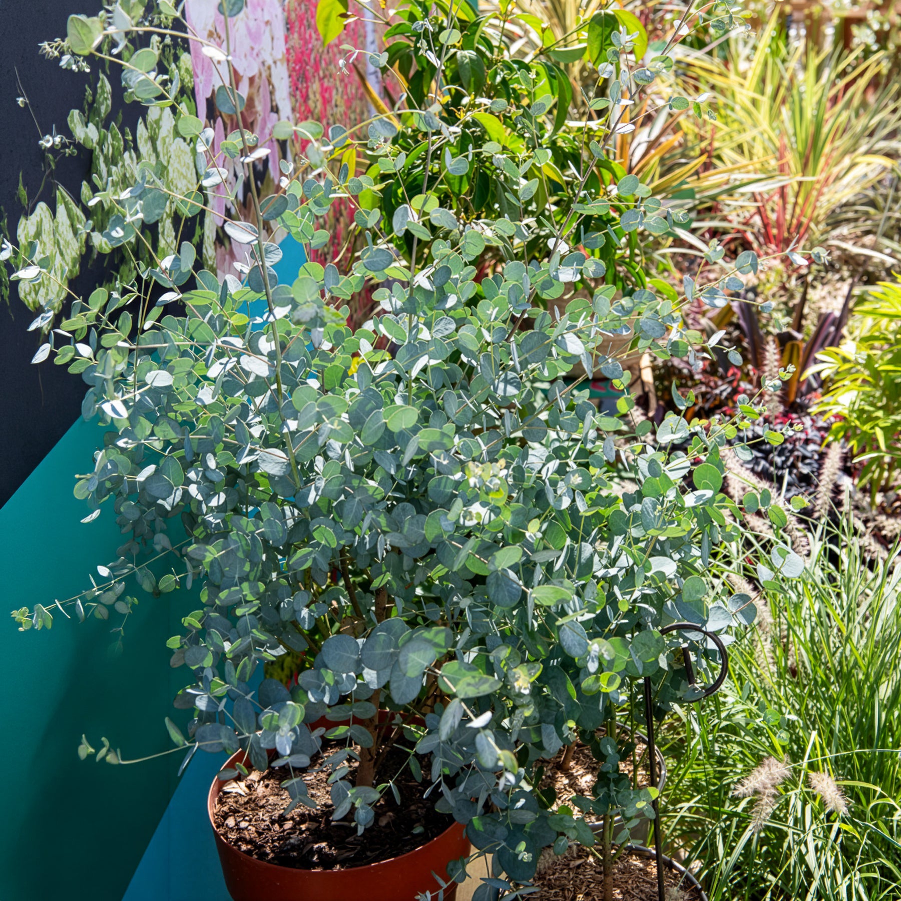 Eucalyptus Silverana - Willemse