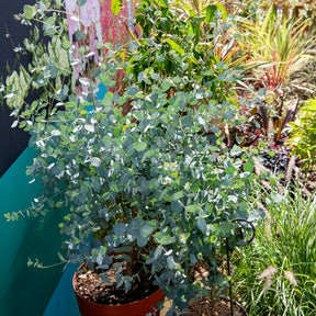 Eucalyptus Silverana - Willemse