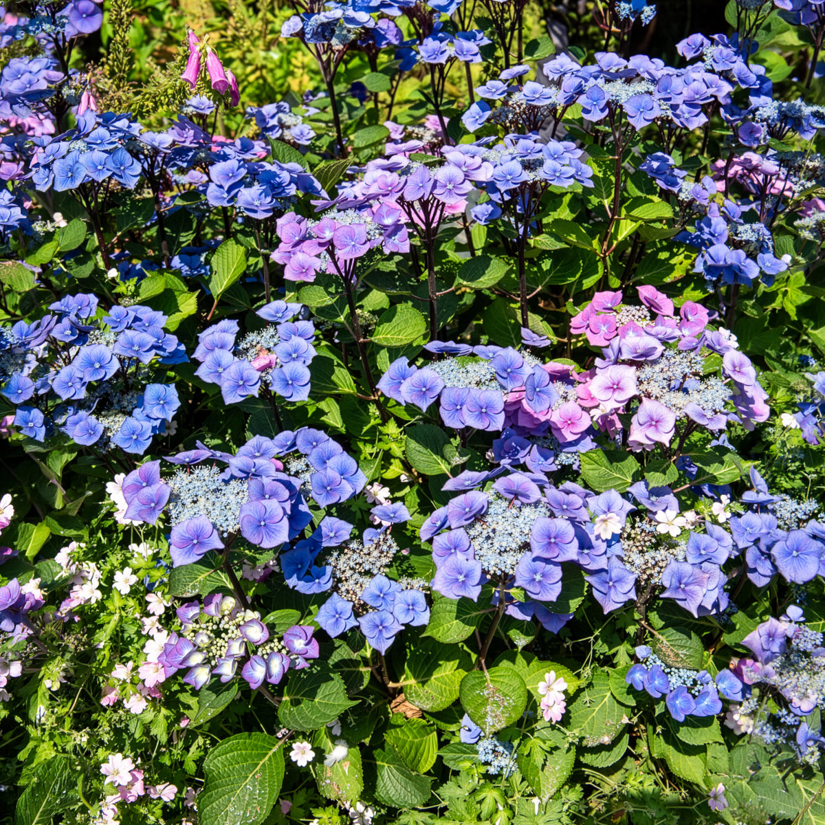 Hortensia Zorro Blue - Hydrangea Zorro - Willemse