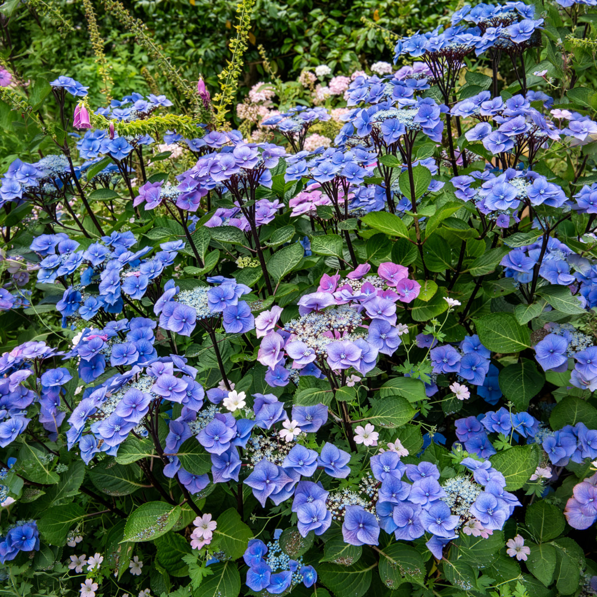 Hortensia Zorro Blue - Willemse