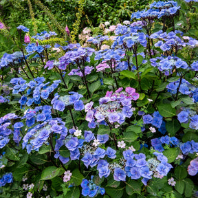 Hortensia Zorro Blue - Willemse