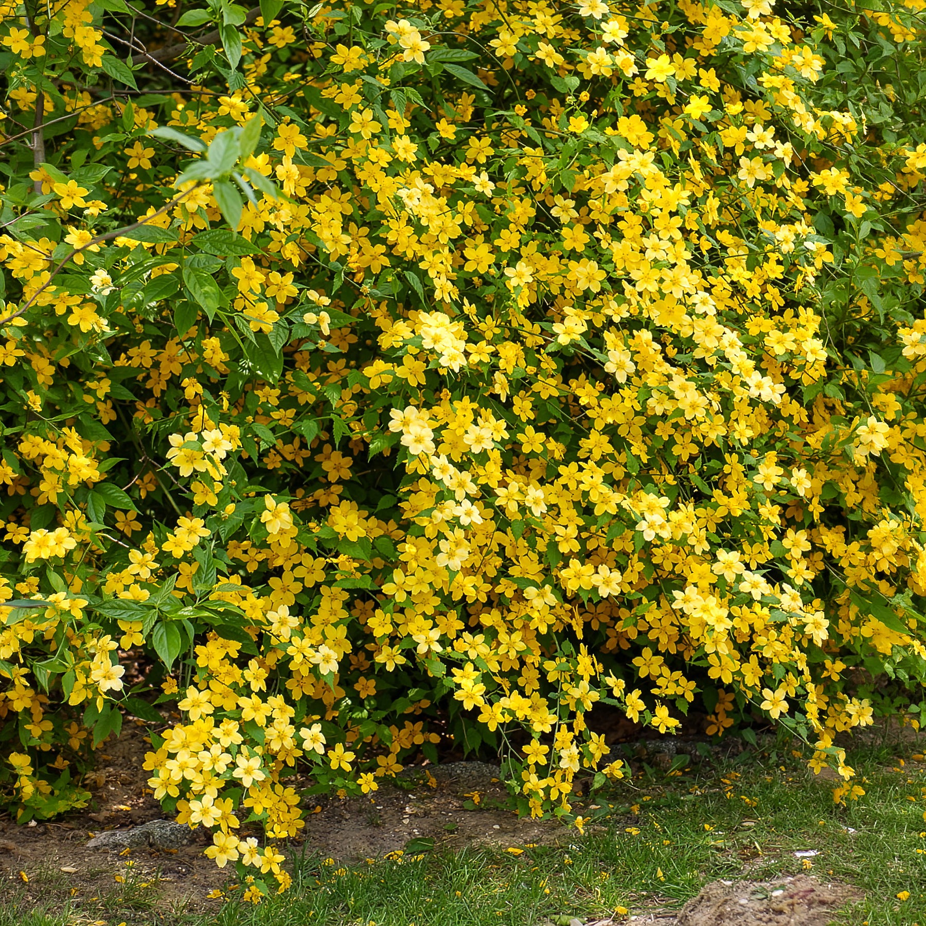 Bloeiende heesters - Ranonkelstruik Golden Guinea - Kerria japonica Golden Guinea
