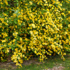 Ranonkelstruik Golden Guinea