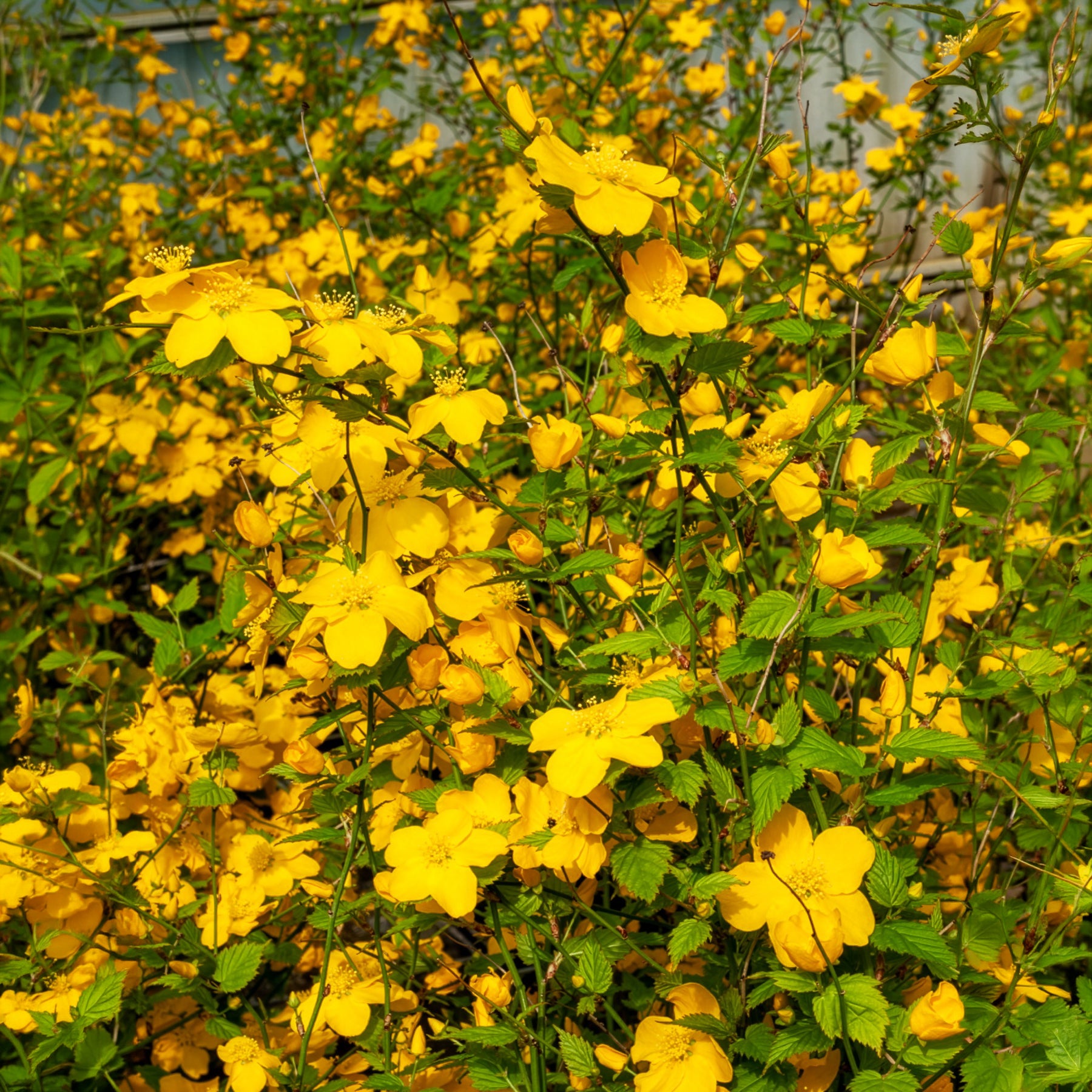 Ranonkelstruik Golden Guinea