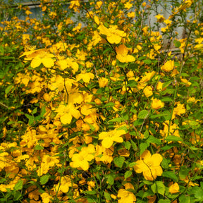 Ranonkelstruik Golden Guinea