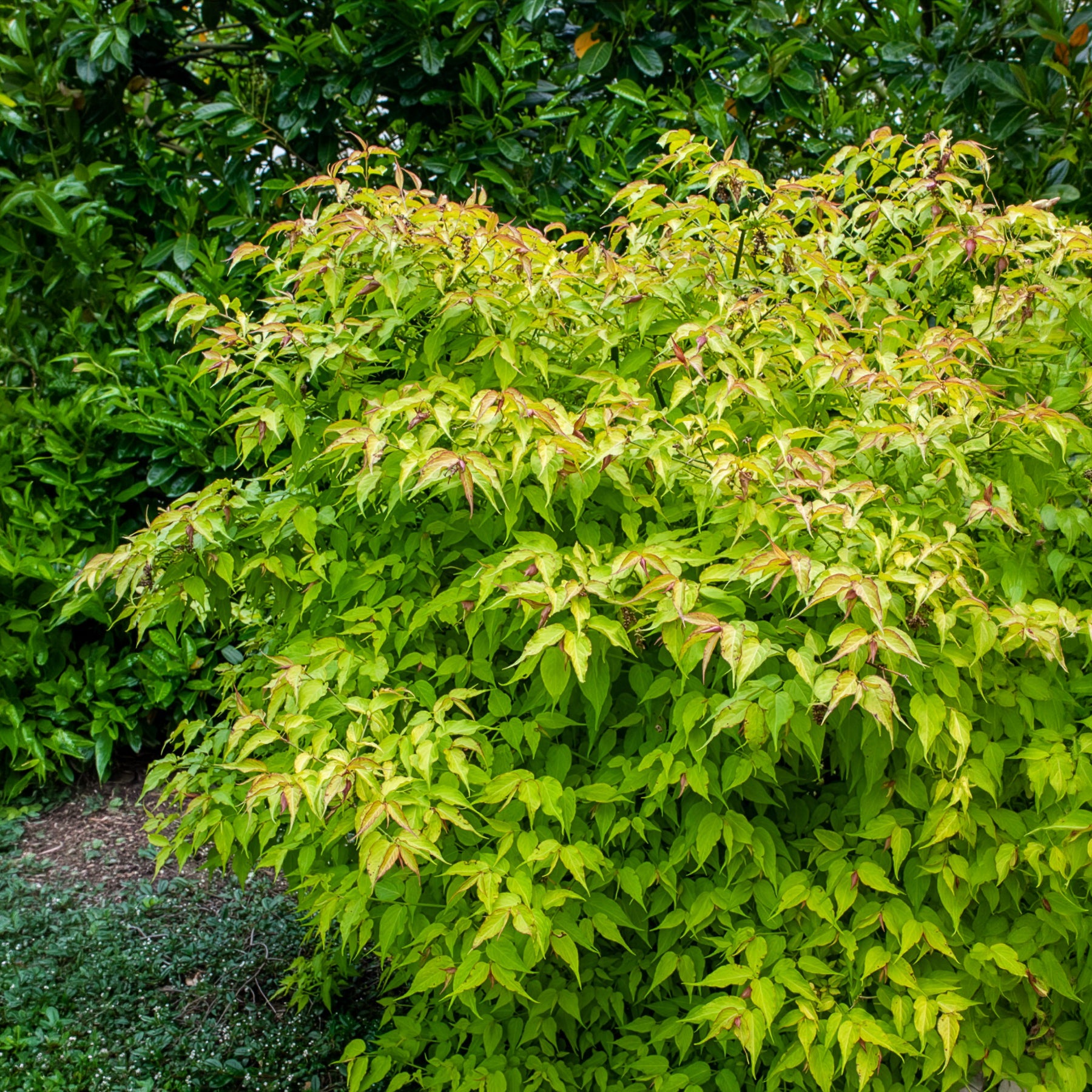Fazantenbes Golden Lanterns