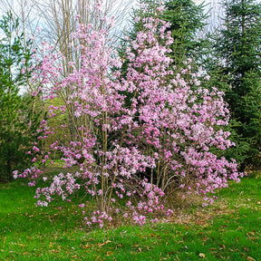Magnolia Leonard Messel - Willemse