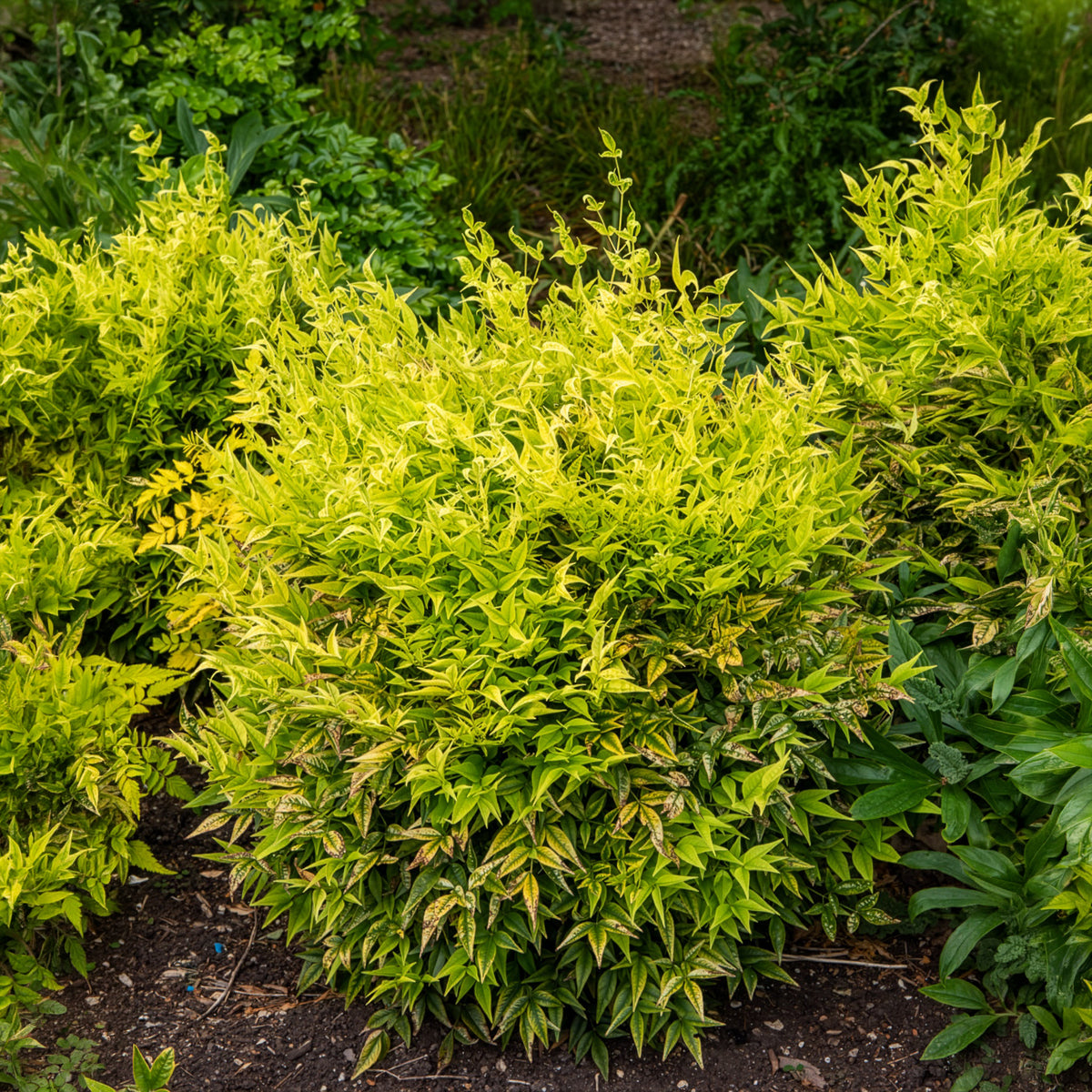 Hemelse bamboe Magical Lemon Lime - Nandina domestica Magical Lemon Lime Tc - Willemse