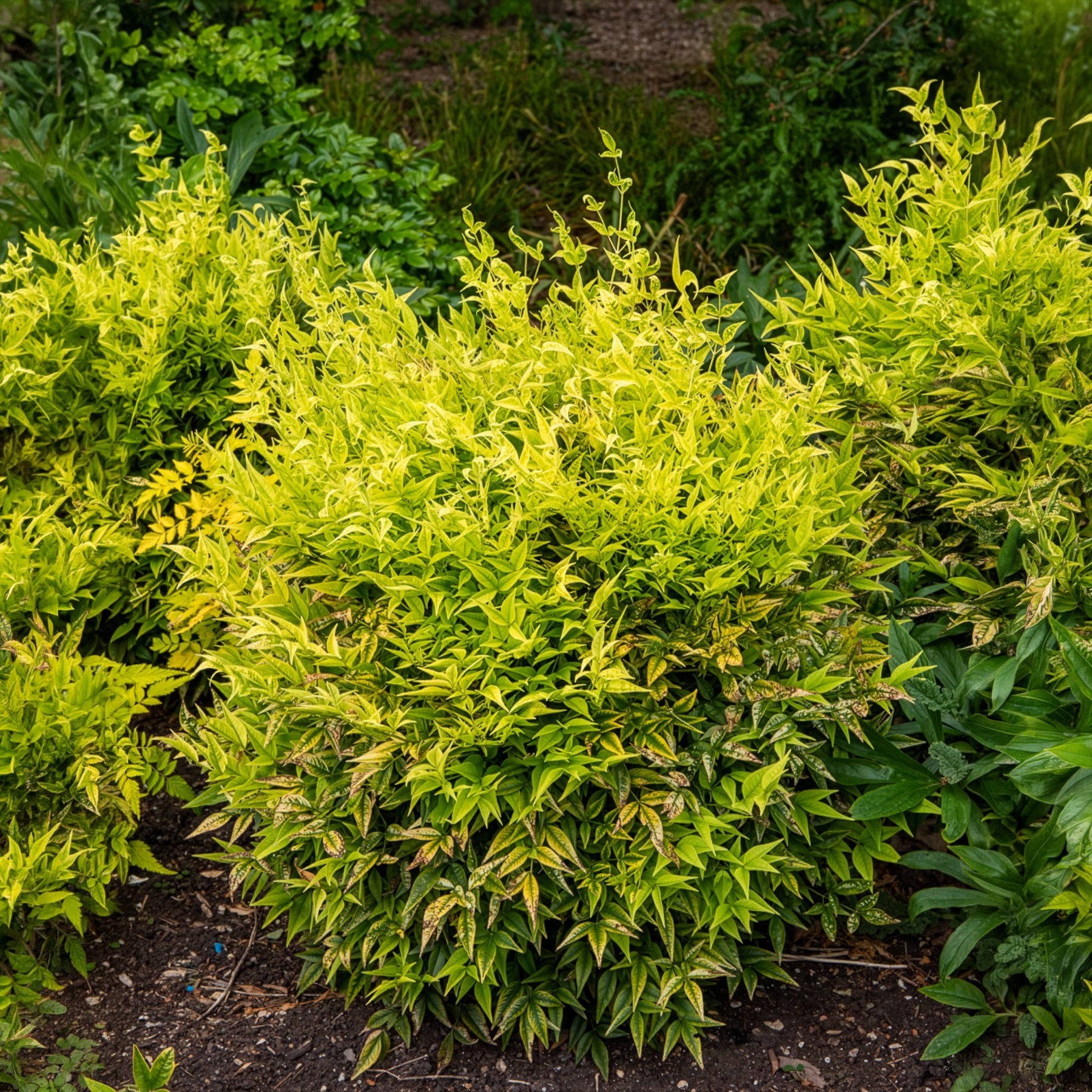 Hemelse bamboe Magical Lemon Lime - Nandina domestica Magical Lemon Lime Tc - Willemse