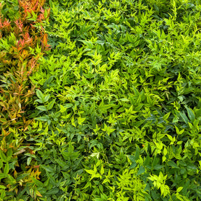 Nandina domestica Magical Lemon Lime Tc - Hemelse bamboe Magical Lemon Lime - Wintergroene planten