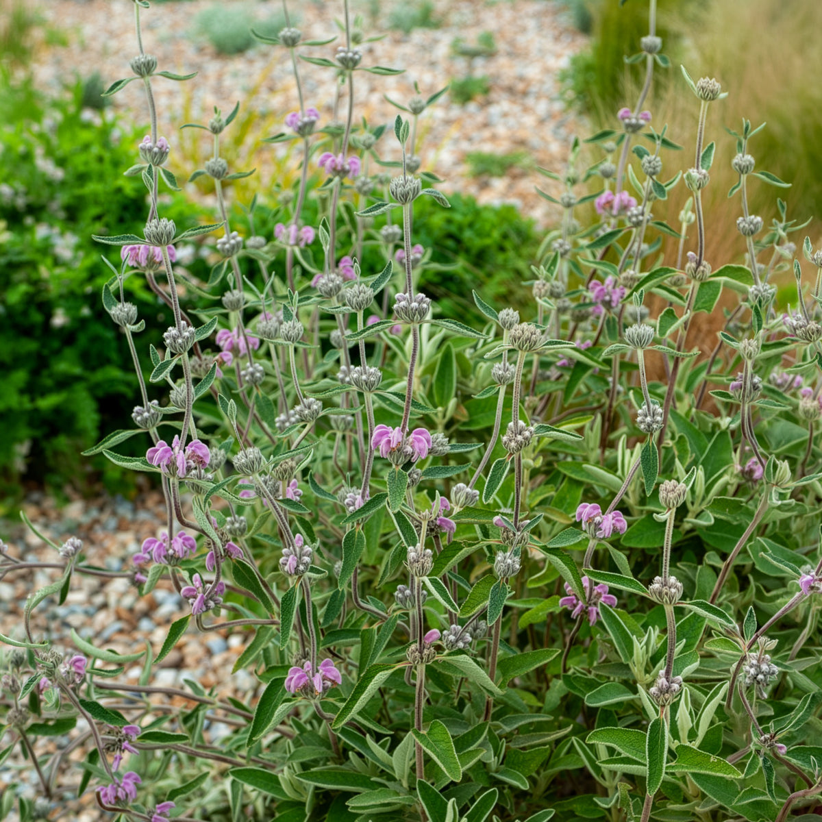 Paarse brandkruid - Phlomis purpurea - Willemse