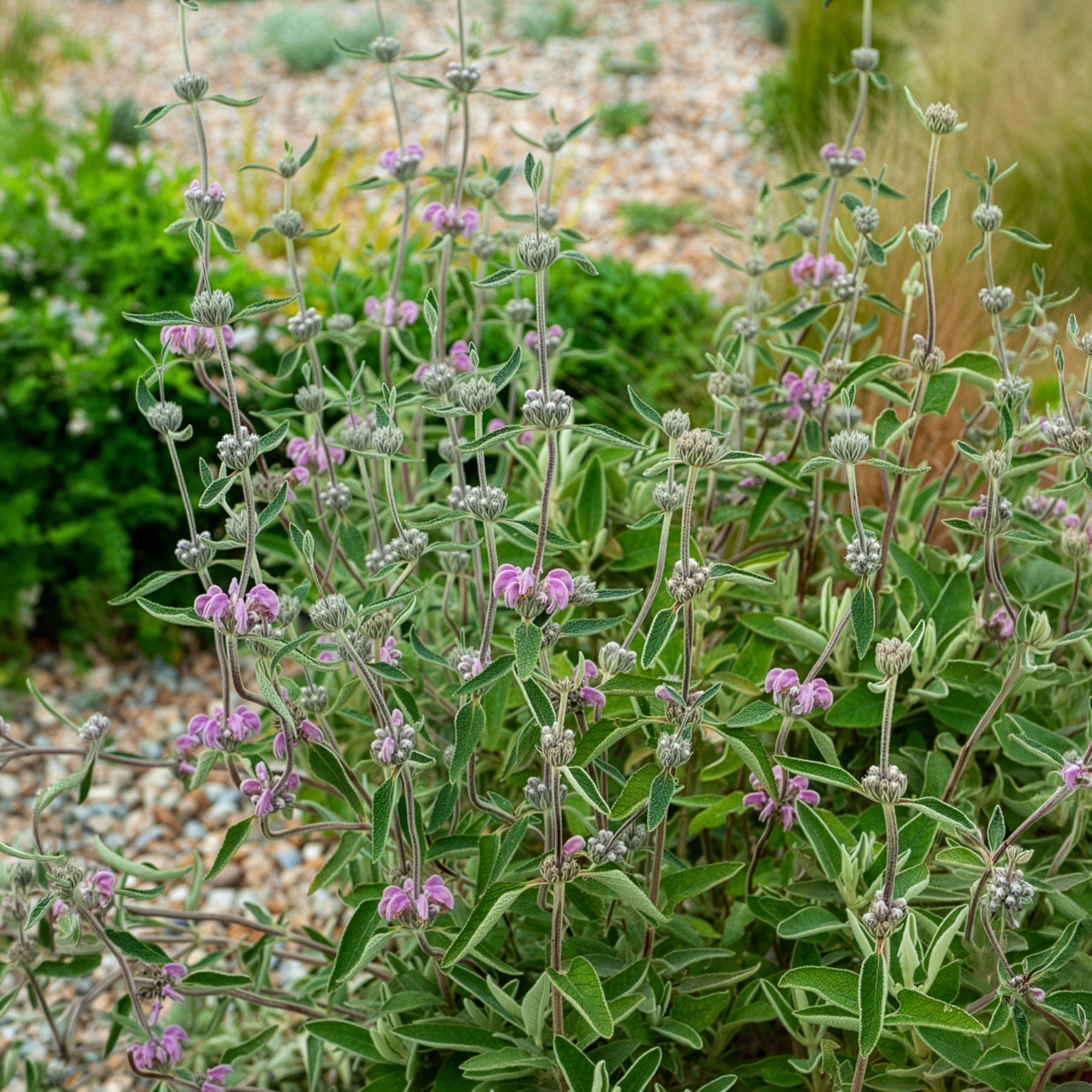 Paarse brandkruid - Phlomis purpurea - Willemse