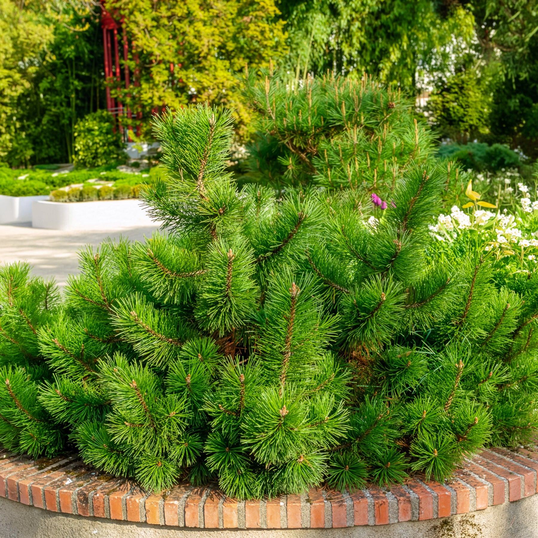 Bergden Pumilio - Pinus mugo Pumilio - Willemse