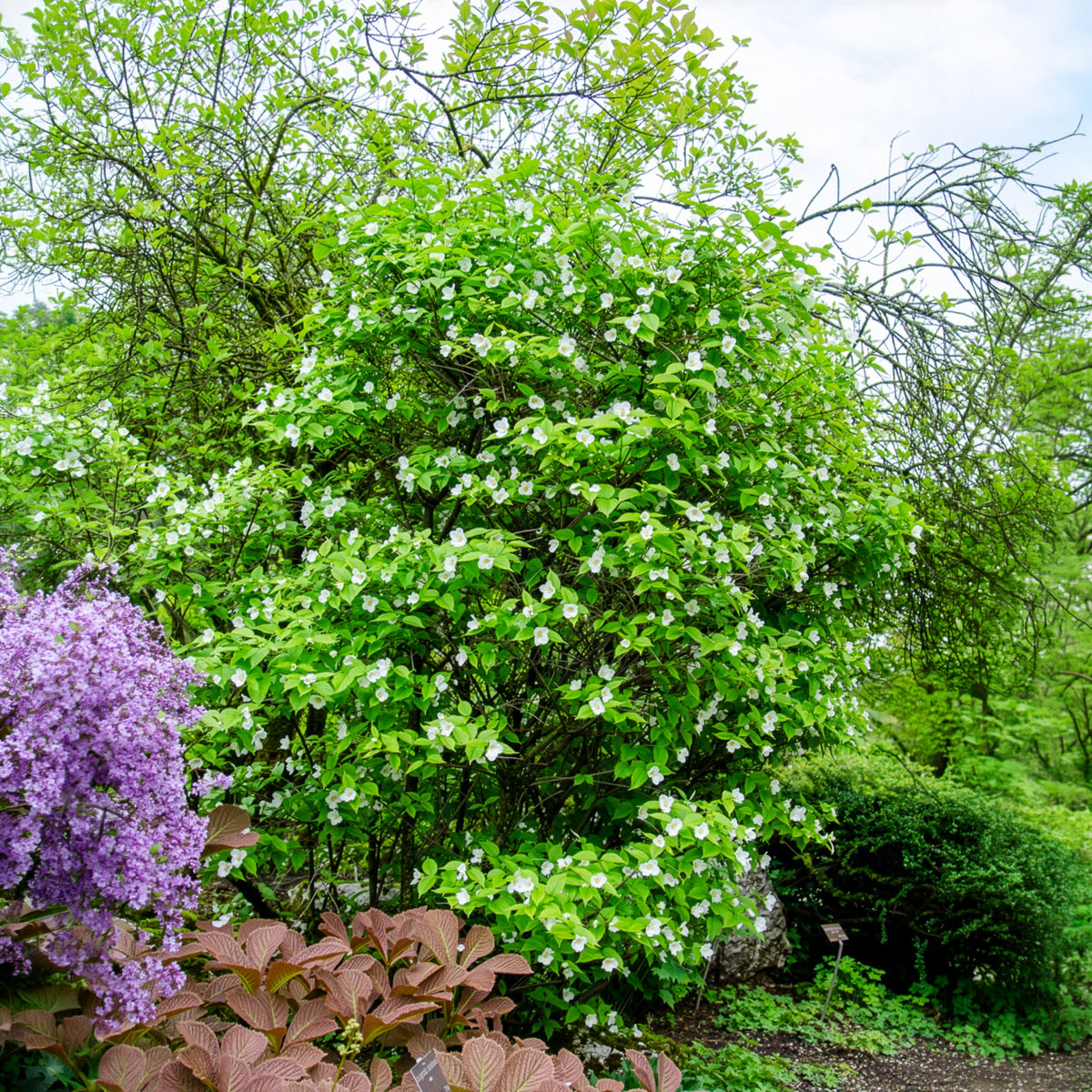 Schijnkerria - Rhodotypos scandens - Willemse