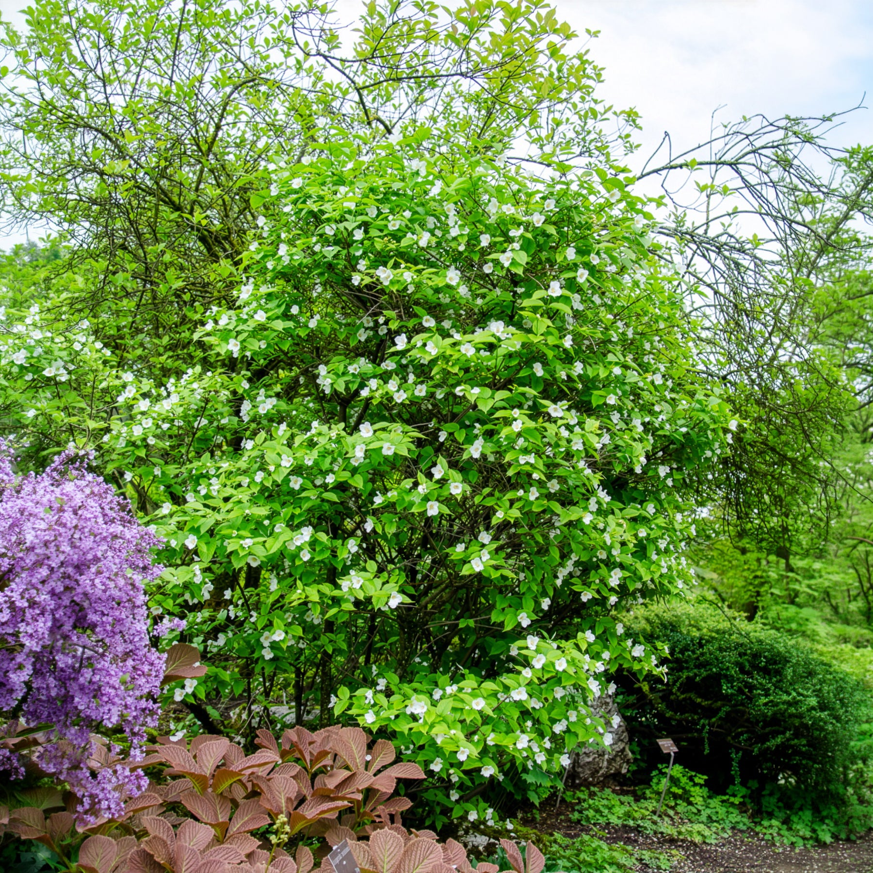 Schijnkerria - Rhodotypos scandens - Willemse