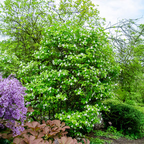 Schijnkerria - Rhodotypos scandens - Willemse