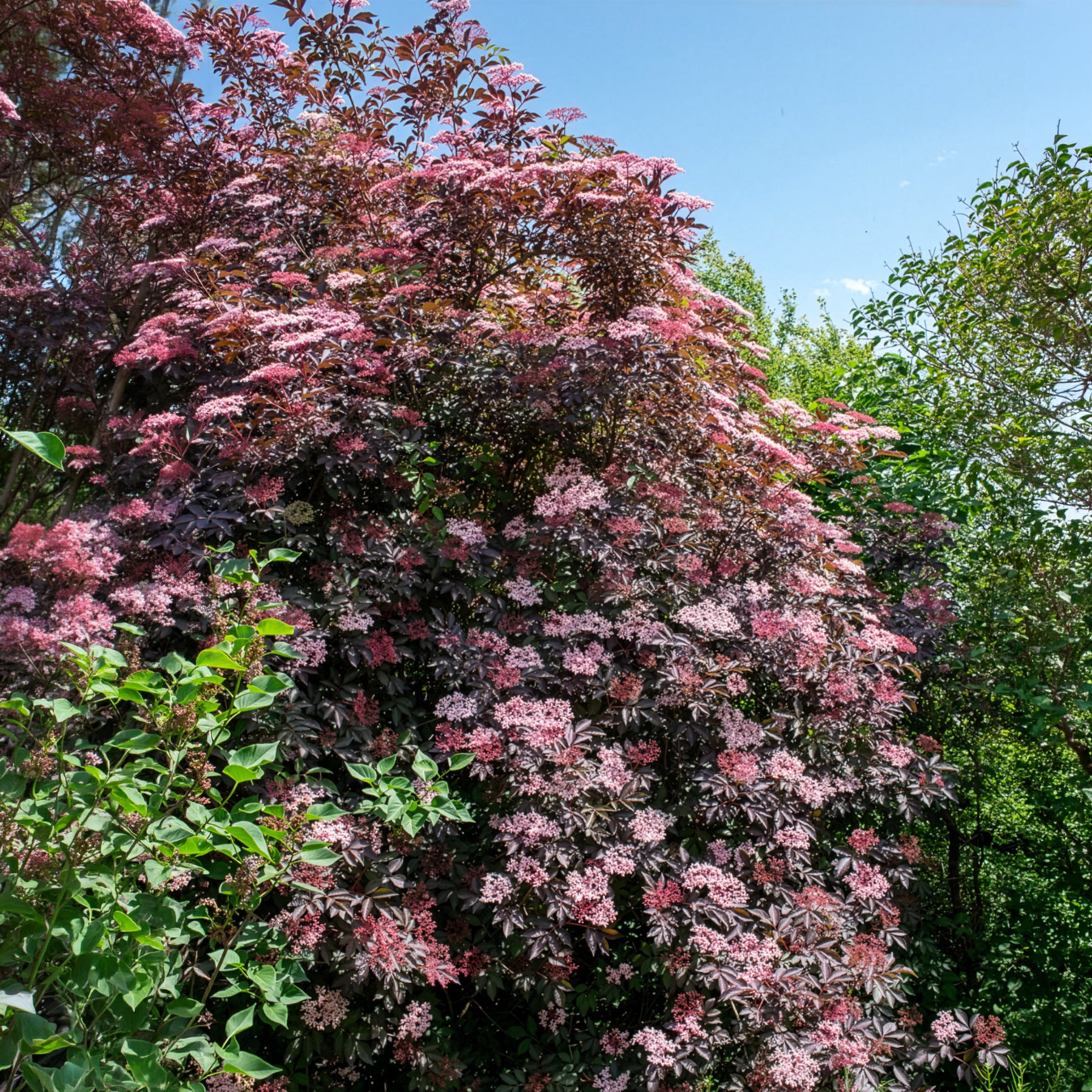 Zwarte vlier Black Beauty - Willemse