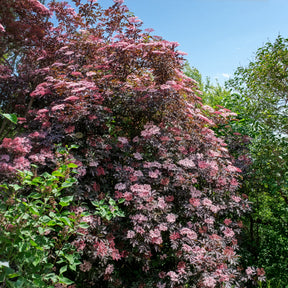 Zwarte vlier Black Beauty - Willemse