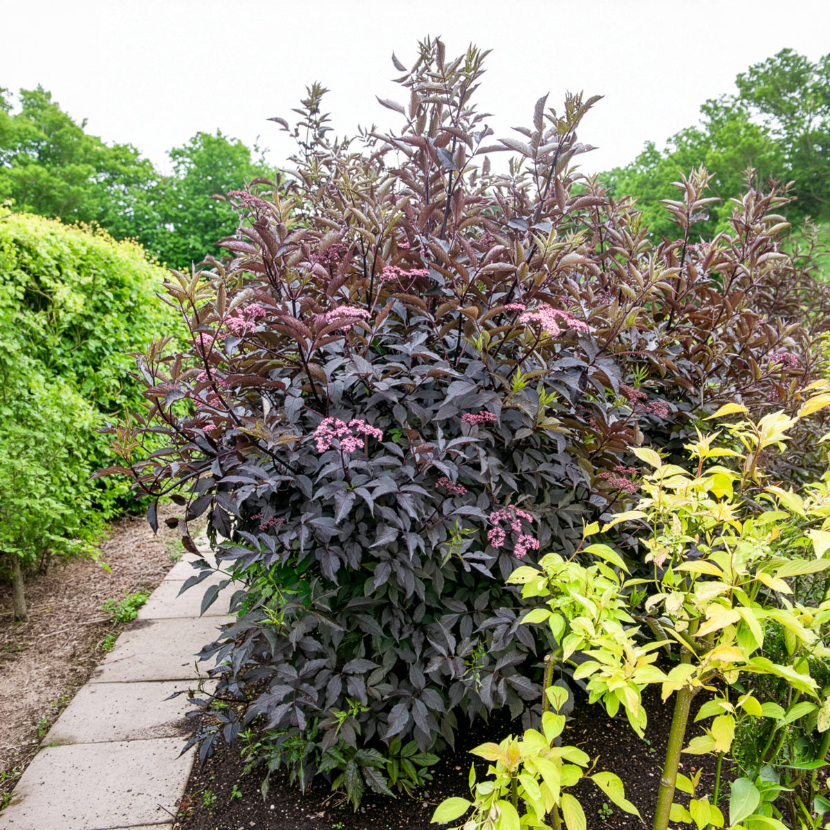 Zwarte vlier Black Beauty - Sambucus nigra Black Beauty - Willemse