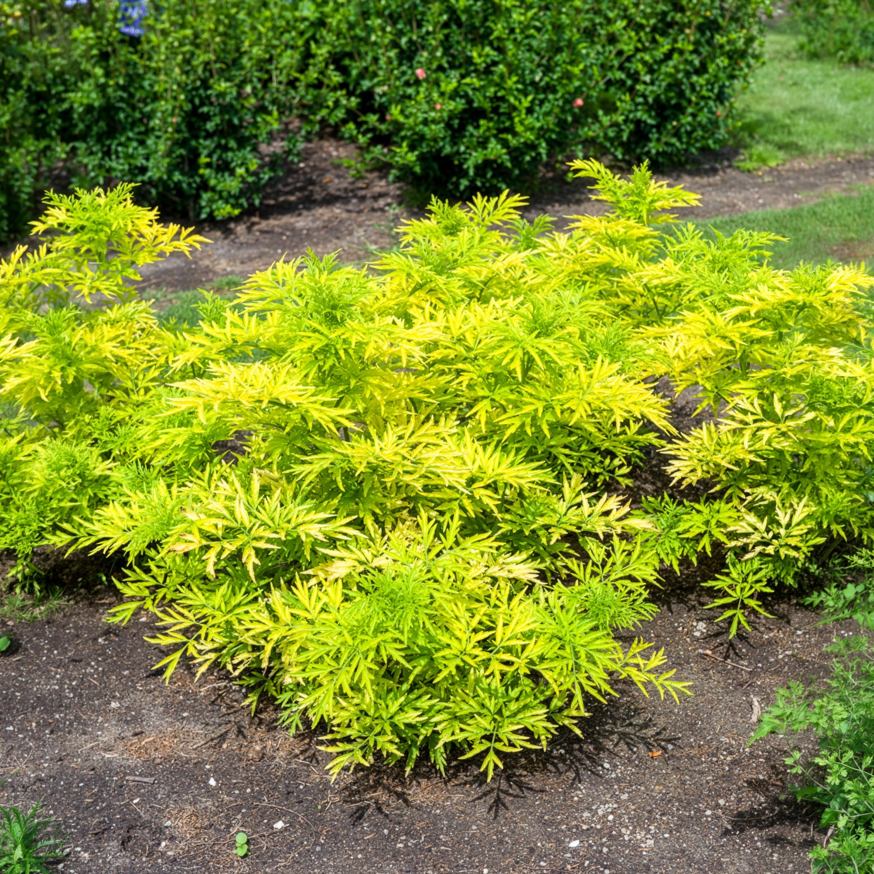 Zwarte vlier Golden Tower - Sambucus nigra Golden Tower - Willemse