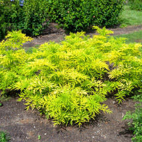 Zwarte vlier Golden Tower - Sambucus nigra Golden Tower - Willemse