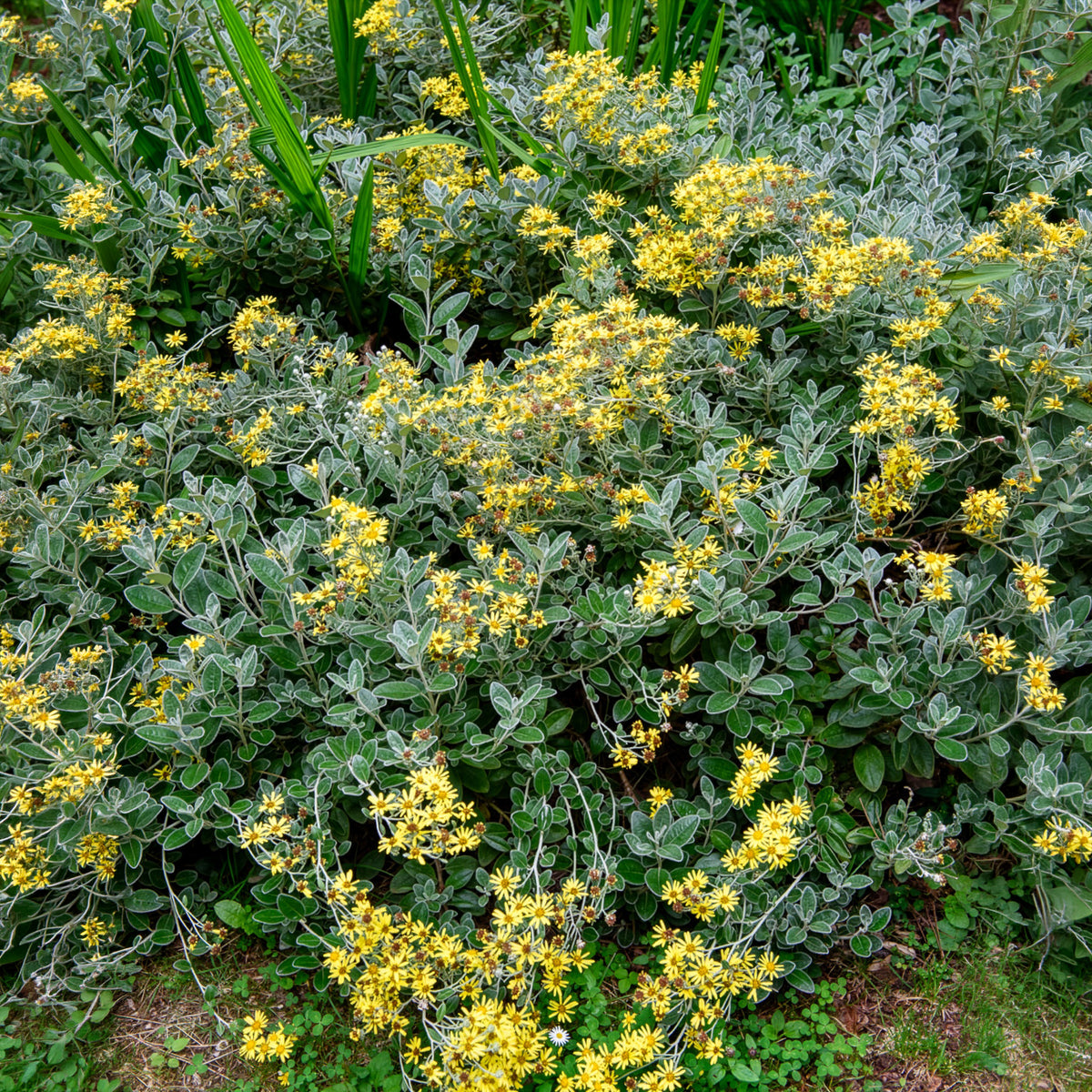 Kruiskruid Sunshine - Senecio greyi Sunshine - Willemse