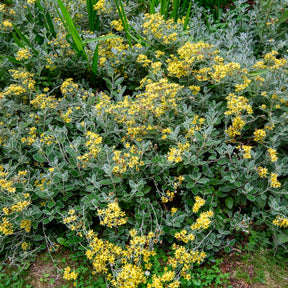 Kruiskruid Sunshine - Senecio greyi Sunshine - Willemse