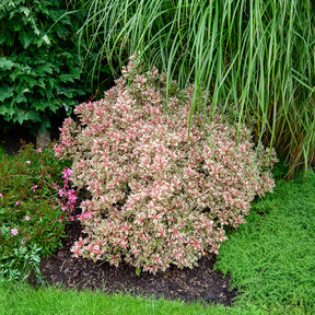 Weigela florida Monet - Weigela Monet - Bloeiende heesters