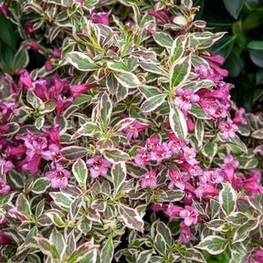 Weigela Monet - Weigela florida Monet - Willemse