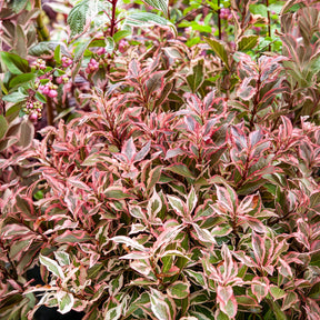 Weigela Monet - Willemse