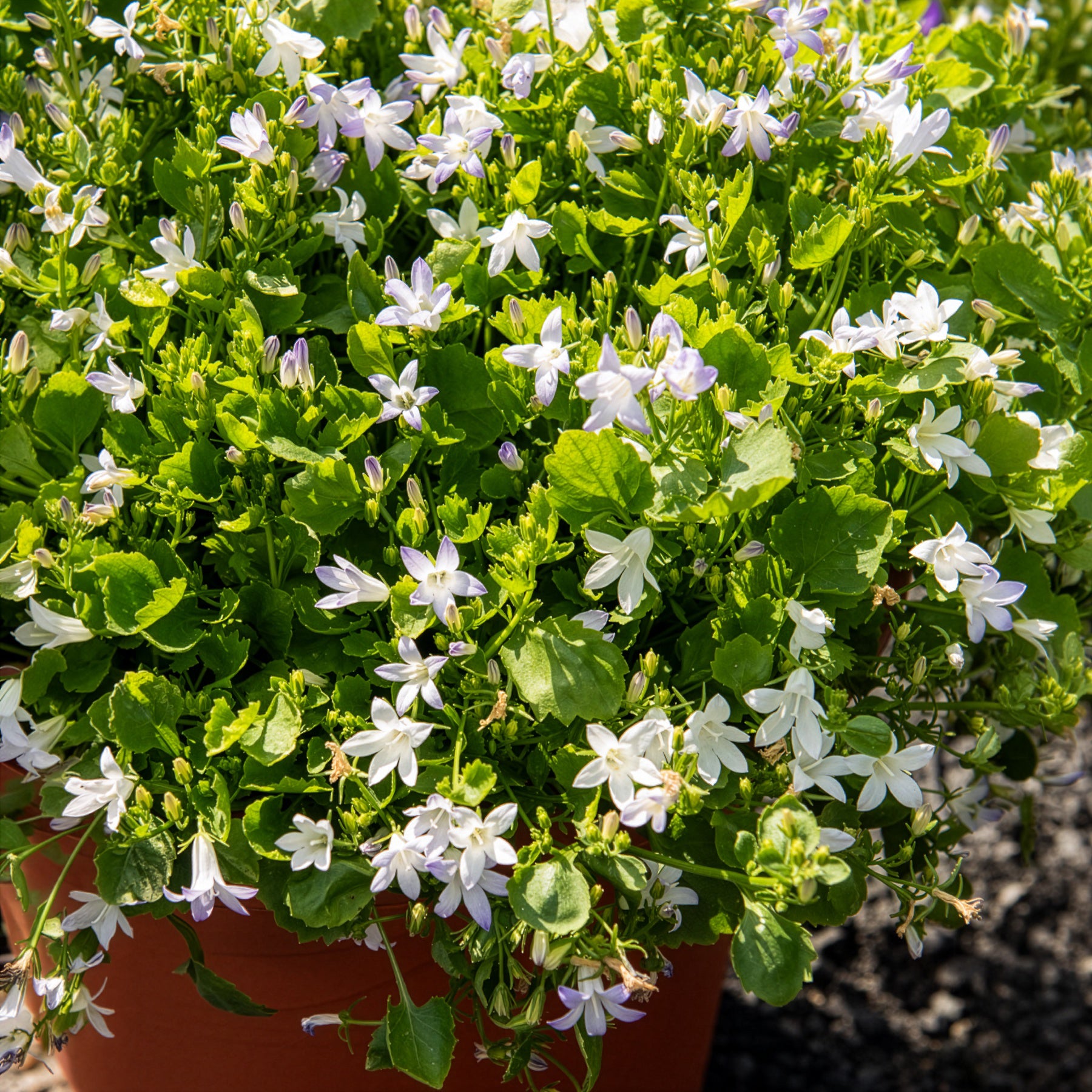 Weiße Polster-Glockenblume - Willemse