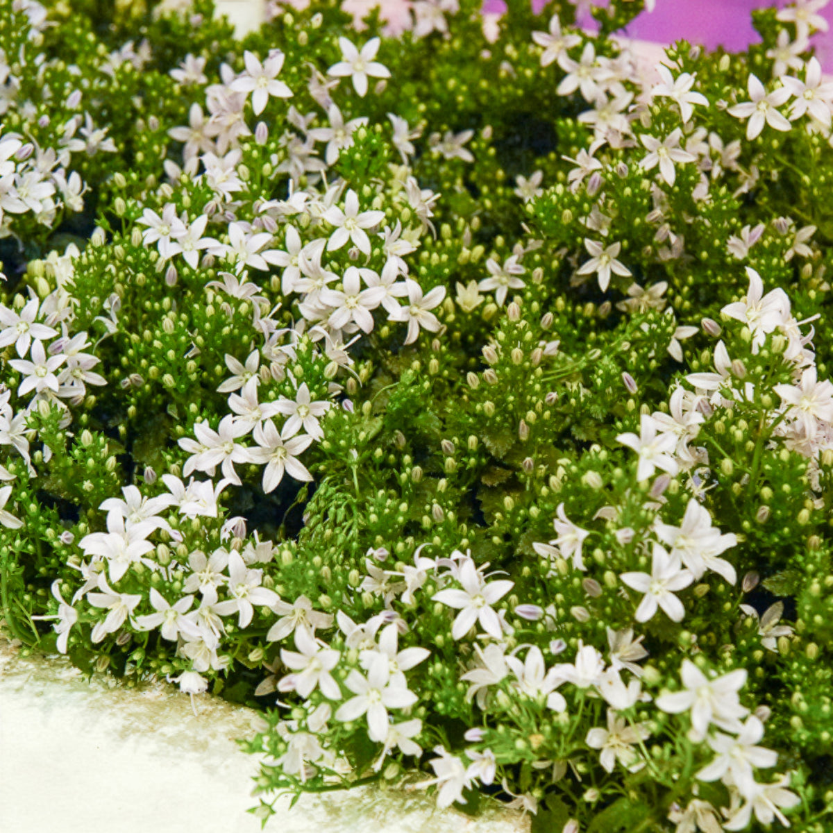 Weiße Polster-Glockenblume - Campanula portenschlagiana - Willemse