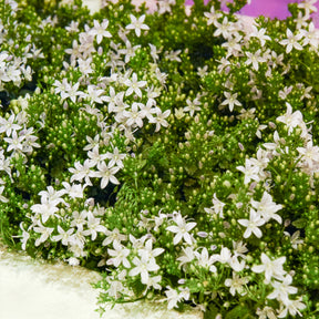 Weiße Polster-Glockenblume - Campanula portenschlagiana - Willemse