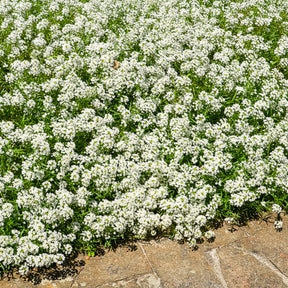 Alyssum hangend - Lobularia maritima - Willemse