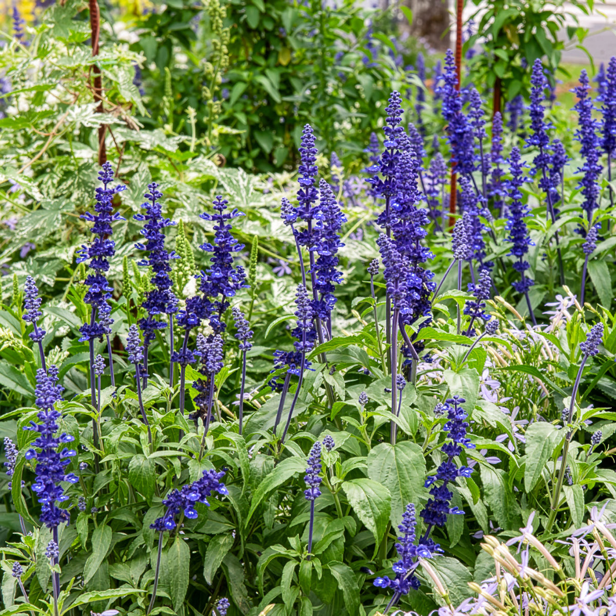Meelsalie - Salvia farinacea - Willemse