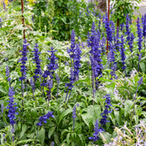 Meelsalie - Salvia farinacea - Willemse