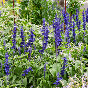 Meelsalie - Salvia farinacea - Willemse