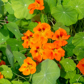 Oranje Oost-Indische kers - Tropaeolum majus - Willemse