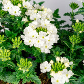 Weiße Verbene - Verbena pendula - Willemse