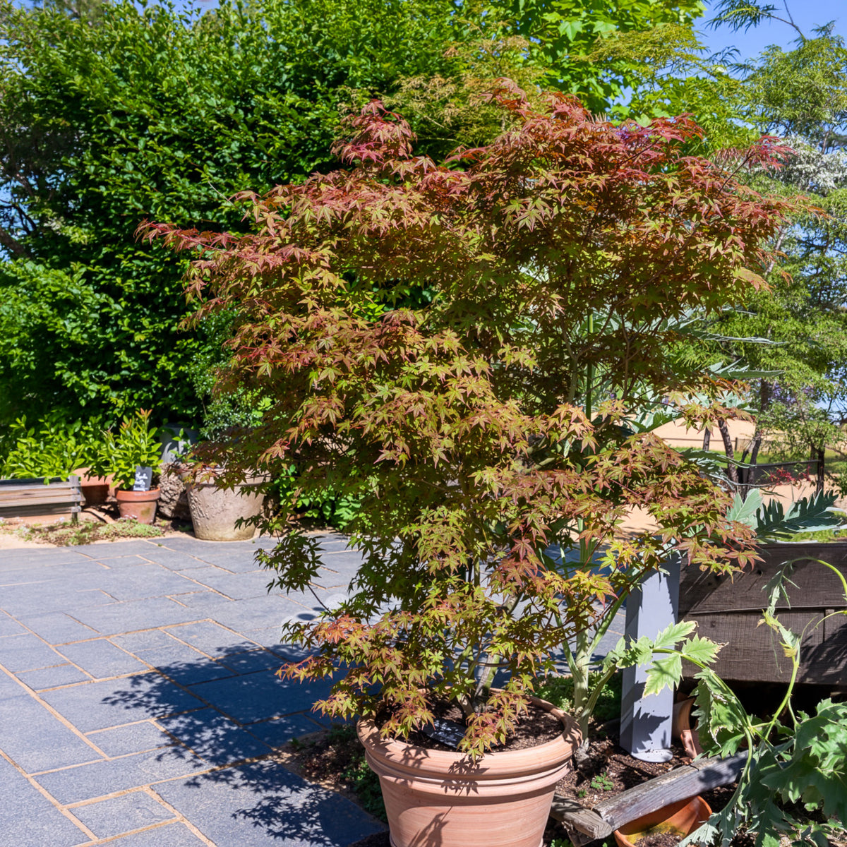 Japanse esdoorn Deshojo - Acer palmatum Deshojo - Willemse