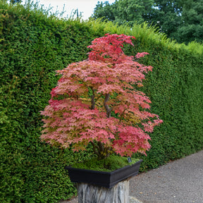 Japanse esdoorn Deshojo - Willemse