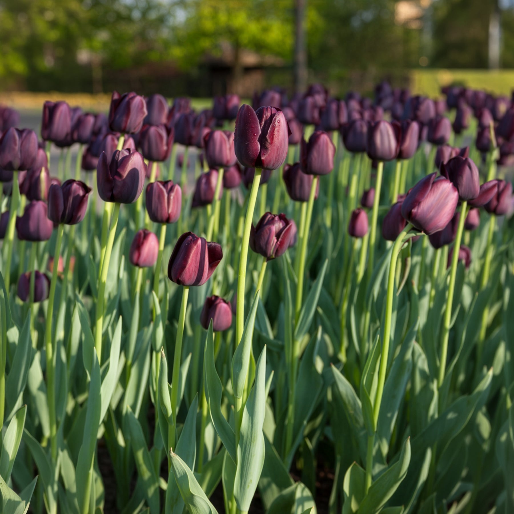 Tulp Queen of Night