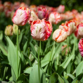 Tulp Apricot Parrot - Tulipa Apricot Parrot - Willemse