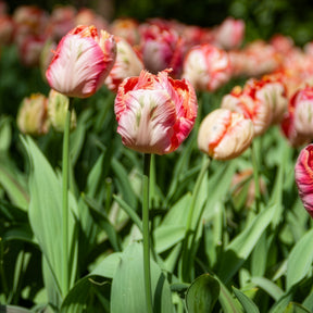 Tulp Apricot Parrot - Tulipa Apricot Parrot - Willemse