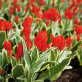 Botanische tulp Unicum -  - Willemse
